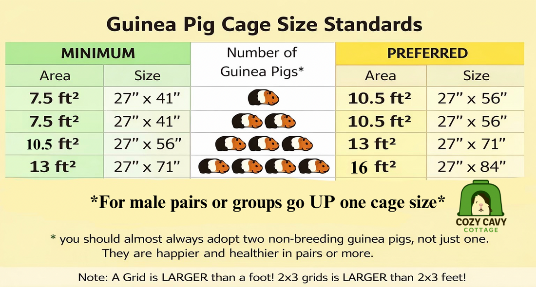 Getting Ready for New Cavies: Everything You Need Before They Come Home