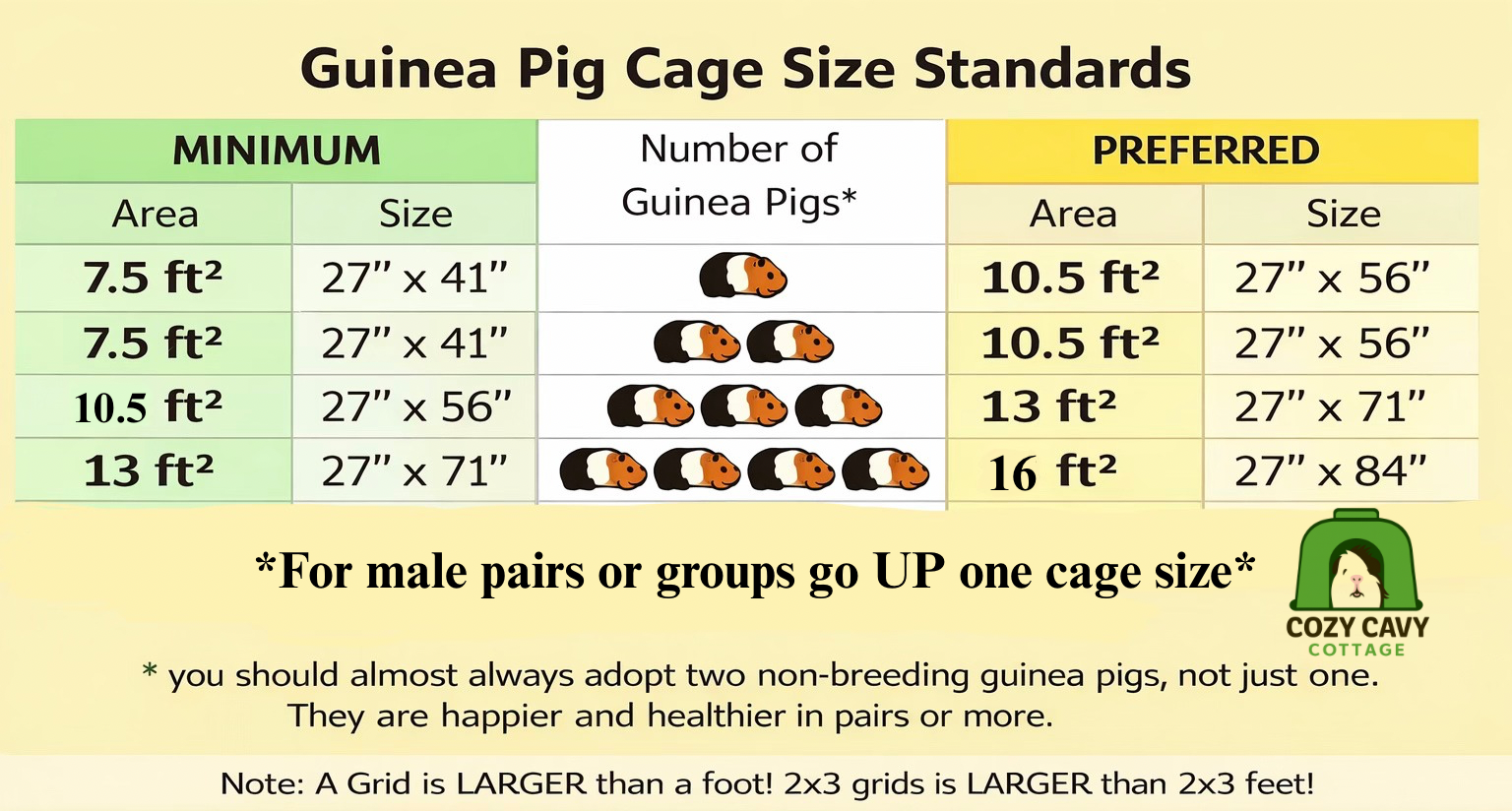 Getting Ready for New Cavies: Everything You Need Before They Come Home